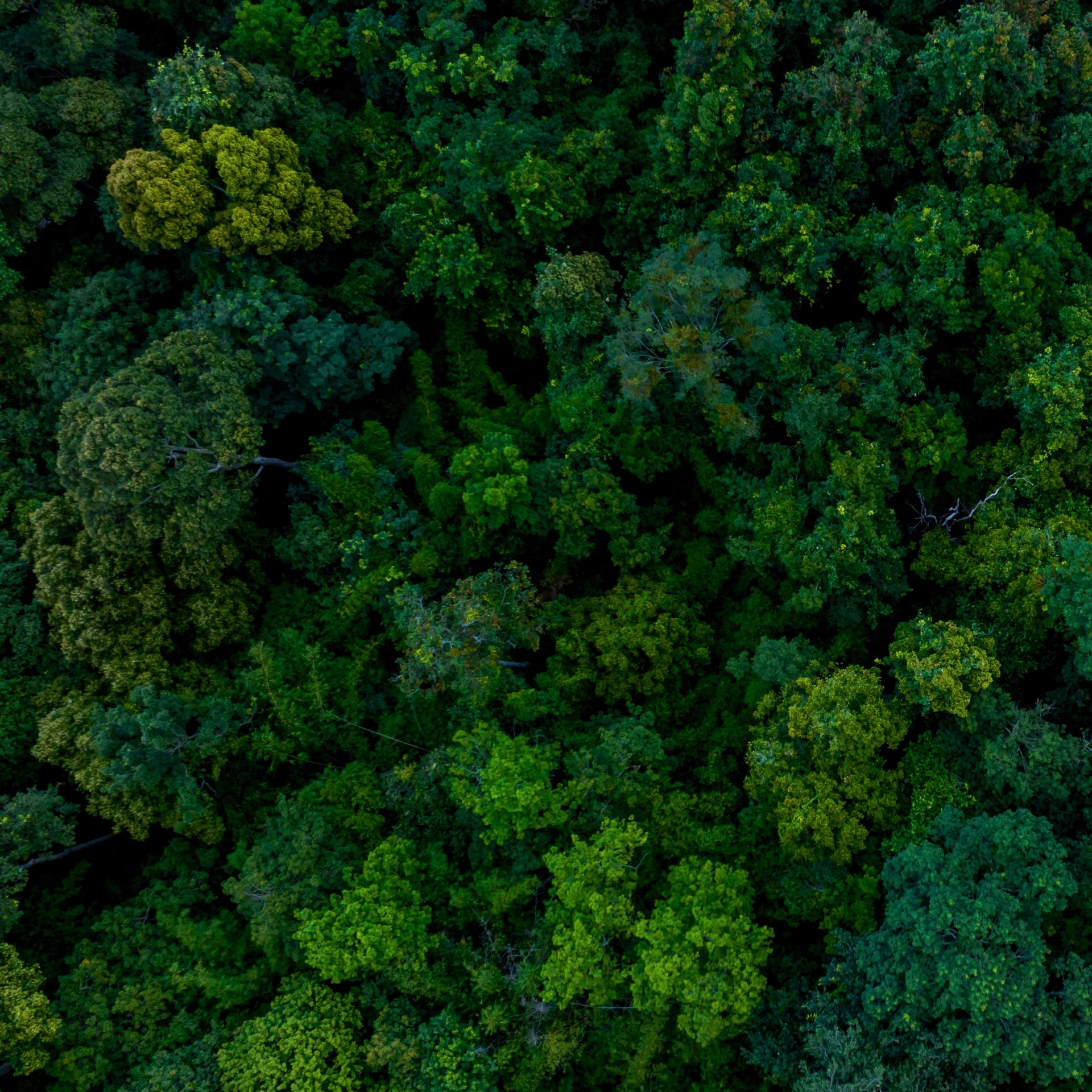 environment